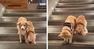 Blind Dog Has Personal Service Dog To Guide Him Around Blind Dog Has Personal Service Dog To Guide Him Around