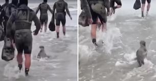 Baby Seal Joins Navy In Training Exercise And Hilariously Wins Over Everyone's Heart Baby Seal Joins Navy In Training Exercise And Hilariously Wins Over Everyone's Heart