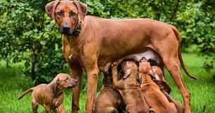 These Dogs Are Giving Us 'Widower Who Brings Up His Children' Realness These Dogs Are Giving Us 'Widower Who Brings Up His Children' Realness