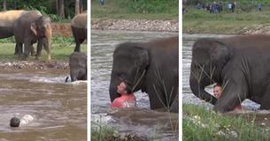 Heartwarming Moment Baby Elephant Rescues Man She Mistakenly Believes To Be In Danger Heartwarming Moment Baby Elephant Rescues Man She Mistakenly Believes To Be In Danger