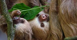 These Baby Sloths Having A Conversation Is The Cutest Thing You'll See All Day These Baby Sloths Having A Conversation Is The Cutest Thing You'll See All Day