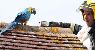 Parrot Escapes Owners' Home, Cusses Firefighters Out While They Try To Rescue Her Parrot Escapes Owners' Home, Cusses Firefighters Out While They Try To Rescue Her