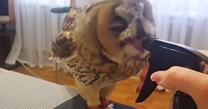 This Owl Has The Internet Cracking Up With His Reaction To A Squirt Bottle Bath This Owl Has The Internet Cracking Up With His Reaction To A Squirt Bottle Bath