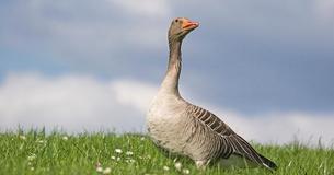 My Goose Friend - The Heartwarming Friendship Between A Guy And A Bird He Saved My Goose Friend - The Heartwarming Friendship Between A Guy And A Bird He Saved