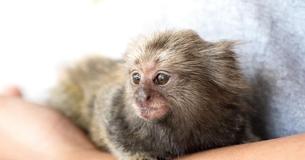 The Baby Monkey Cries Like A Human When He Is Born And His Mother Tragically Passes Away At The Same Time The Baby Monkey Cries Like A Human When He Is Born And His Mother Tragically Passes Away At The Same Time