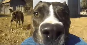Genius Dog Steals Owners Go Pro And We Can't Stop Laughing! Genius Dog Steals Owners Go Pro And We Can't Stop Laughing!