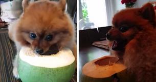 This Adorable Little Pup Turns Into A Vicious Beast When Someone Tries To Steal Her Coconut This Adorable Little Pup Turns Into A Vicious Beast When Someone Tries To Steal Her Coconut