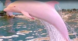 Sejlere I Louisiana Fanger Et Meget Sjældent Syn: En Pink Delfin Der Svømmer I En Flod I Louisiana Sejlere I Louisiana Fanger Et Meget Sjældent Syn: En Pink Delfin Der Svømmer I En Flod I Louisiana