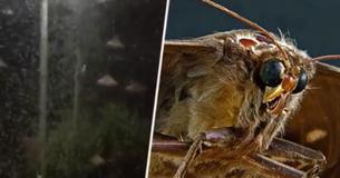 This French Town Has Been Taken Over By A Massive Cloud Of Moths - And It's Terrifying This French Town Has Been Taken Over By A Massive Cloud Of Moths - And It's Terrifying