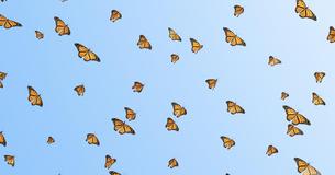 Butterflies Migrating South For The Winter Is One Of The Greatest Natural Events On Earth To Witness Butterflies Migrating South For The Winter Is One Of The Greatest Natural Events On Earth To Witness