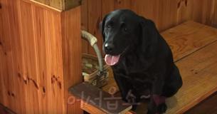 This Helpful Dog Greets Restaurant-Goers And Helps The Owner Clean Up After Closing This Helpful Dog Greets Restaurant-Goers And Helps The Owner Clean Up After Closing