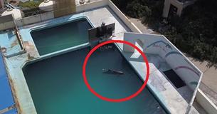 Honey, A Lonely Dolphin, Abandoned In An Aquarium In Japan Honey, A Lonely Dolphin, Abandoned In An Aquarium In Japan