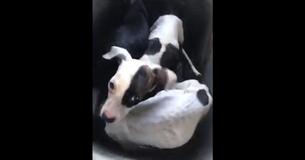 3 Abandoned Puppies Left To Starve In Road Rescued After Being Miraculously Found 3 Abandoned Puppies Left To Starve In Road Rescued After Being Miraculously Found