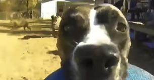 Bonnie, A Genius Pit Bull, Goes Instantly Viral After Stealing Her Owner's Go Pro (While It Was Recording) Bonnie, A Genius Pit Bull, Goes Instantly Viral After Stealing Her Owner's Go Pro (While It Was Recording)