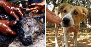 Street Dog Found Completely Stuck In Tar Makes Miraculous Recovery Street Dog Found Completely Stuck In Tar Makes Miraculous Recovery