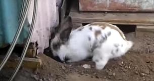 Heroic Rabbit Digs With Determination To Rescue Tiny, Trapped Kitten Heroic Rabbit Digs With Determination To Rescue Tiny, Trapped Kitten