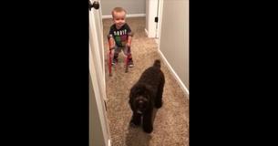 2-Årig Går For Første Gang Men Siger 5 Ord Til En Hund Som Vil Få Alle Til At Græde 2-Årig Går For Første Gang Men Siger 5 Ord Til En Hund Som Vil Få Alle Til At Græde