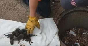 Des pompiers sauvent des chiots mais le vétérinaire leur dit qu'ils ont commis une grave erreur Des pompiers sauvent des chiots mais le vétérinaire leur dit qu'ils ont commis une grave erreur