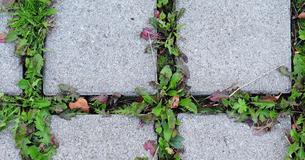 Here Are 8 Natural Ways To Get Rid Of Weeds Completely From Your Garden Here Are 8 Natural Ways To Get Rid Of Weeds Completely From Your Garden