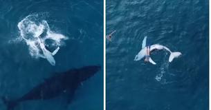 Curious Baby Whale Swims Away From Mom To Cozy Up Next To Diver Curious Baby Whale Swims Away From Mom To Cozy Up Next To Diver