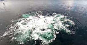 Drone fanger sjælden video som vil forbløffe dig Drone fanger sjælden video som vil forbløffe dig