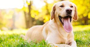 14 Signs That Definitely Mean You're A Crazy Labrador Person 14 Signs That Definitely Mean You're A Crazy Labrador Person