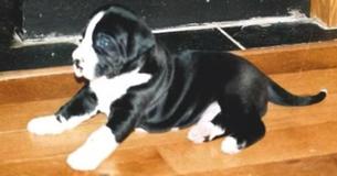Couple Adopts 'Little' Shelter Puppy, Return Home And Notice Their Hilarious Mistake Couple Adopts 'Little' Shelter Puppy, Return Home And Notice Their Hilarious Mistake