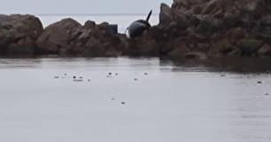 Beached Whale Cries Out, Scared And In Pain - Until An Angel Comes To Its Rescue Beached Whale Cries Out, Scared And In Pain - Until An Angel Comes To Its Rescue