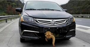 Man Hits Dog On Highway Without Realizing It - 200 Miles Later, Faint Barking Comes From Under Car Man Hits Dog On Highway Without Realizing It - 200 Miles Later, Faint Barking Comes From Under Car