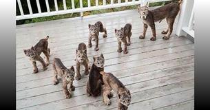 Man Hears Strange Noises On His Back Porch And Finds A Large Family Of Lynx Staring Back At Him Man Hears Strange Noises On His Back Porch And Finds A Large Family Of Lynx Staring Back At Him