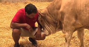 Chained Bull Finally Experiences Freedom For The First Time And His Reaction Is Amazing Chained Bull Finally Experiences Freedom For The First Time And His Reaction Is Amazing