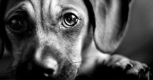 Dog Realizes He Has Been Abandoned At An Animal Shelter And Cries Dog Realizes He Has Been Abandoned At An Animal Shelter And Cries
