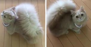 Meet Bell, The Cat, With A Squirrel-Like Tail Meet Bell, The Cat, With A Squirrel-Like Tail