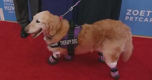 Chi Chi, The Brave Quadruple Amputee Golden Retriever Wins American Hero Award Chi Chi, The Brave Quadruple Amputee Golden Retriever Wins American Hero Award