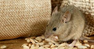 Use These Hacks To Keep Mice Out Of Your Camper Use These Hacks To Keep Mice Out Of Your Camper