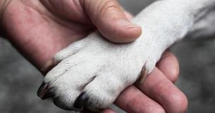 Heartbroken Vet Reveals That Pets Are 'Scared' And Look Around For Owners In Dying Moments Heartbroken Vet Reveals That Pets Are 'Scared' And Look Around For Owners In Dying Moments