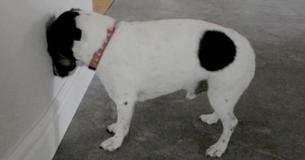Se o seu cão ou gato começar a pressionar a cabeça contra a parede, procure um veterinário imediatamente Se o seu cão ou gato começar a pressionar a cabeça contra a parede, procure um veterinário imediatamente