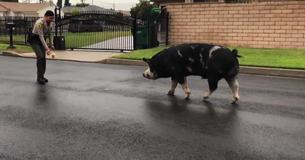 Officials Lure Runaway Pig Back Home Using Doritos Officials Lure Runaway Pig Back Home Using Doritos