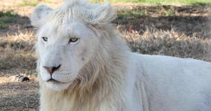 An Extremely Rare White Lion Is Being Auctioned Off To Trophy Hunters - Here's How To Stop It An Extremely Rare White Lion Is Being Auctioned Off To Trophy Hunters - Here's How To Stop It