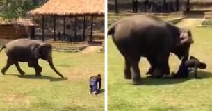 Un éléphant se précipite à la rescousse d'un soignant après qu'il ait été Un éléphant se précipite à la rescousse d'un soignant après qu'il ait été