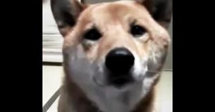 Mom Asks Dog To 'Bark Softly' - His Response Has The Internet Cracking Up Mom Asks Dog To 'Bark Softly' - His Response Has The Internet Cracking Up