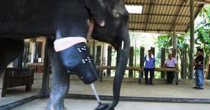 Elephant Gets A New Prosthetic Leg After Losing Her Leg To Landmine Elephant Gets A New Prosthetic Leg After Losing Her Leg To Landmine