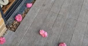 Woman Finally Catches Her Secret Admirer After Finding Flowers On Her Doorstep Every Morning Woman Finally Catches Her Secret Admirer After Finding Flowers On Her Doorstep Every Morning