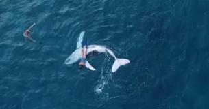 Stunned Diver Gets A Lift From A Baby Whale After It Sneaks Away From Its Giant Majestic Sleeping Mother Stunned Diver Gets A Lift From A Baby Whale After It Sneaks Away From Its Giant Majestic Sleeping Mother