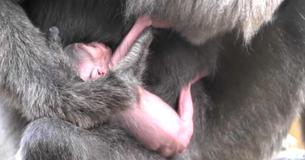 Newborn Gibbon Only 1-Day-Old Cradled In Mother's Arms Too Young To Even Be Gendered Newborn Gibbon Only 1-Day-Old Cradled In Mother's Arms Too Young To Even Be Gendered