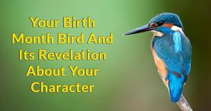 What Does Your Bird Month Reveal About Who You Truly Are? What Does Your Bird Month Reveal About Who You Truly Are?