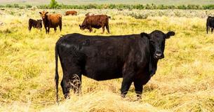 Un fermier voit sa vache mettre bas et n'arrive pas à en croire ses yeux Un fermier voit sa vache mettre bas et n'arrive pas à en croire ses yeux