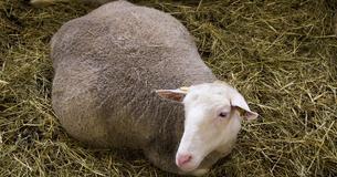 Får Kæmper For At Overleve Og Chokeret Ejer Ser 4 Babyer Kravle Ud Får Kæmper For At Overleve Og Chokeret Ejer Ser 4 Babyer Kravle Ud