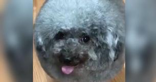Owner Drops Dog Off At The Groomer, Comes Back To Find Their Dog Has Turned Into A Fluffy Cloud Owner Drops Dog Off At The Groomer, Comes Back To Find Their Dog Has Turned Into A Fluffy Cloud