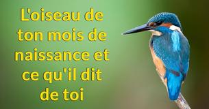 Que révèle l’oiseau de ton mois de naissance sur toi ? Que révèle l’oiseau de ton mois de naissance sur toi ?